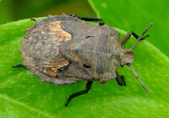 Megymenum brevicorne