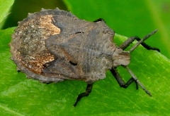 Megymenum brevicorne