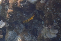 Neoglyphidodon nigroris