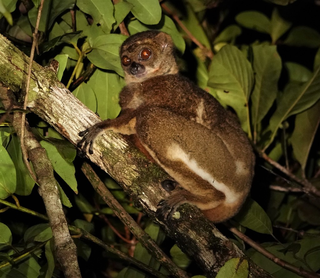 Masoala Woolly Lemur