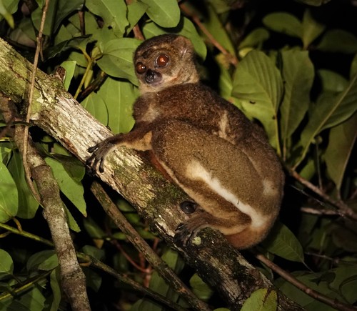 Moore's Woolly Lemur (Avahi mooreorum) — Endangered Mammalia