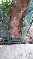 Elaeocarpus grandiflorus