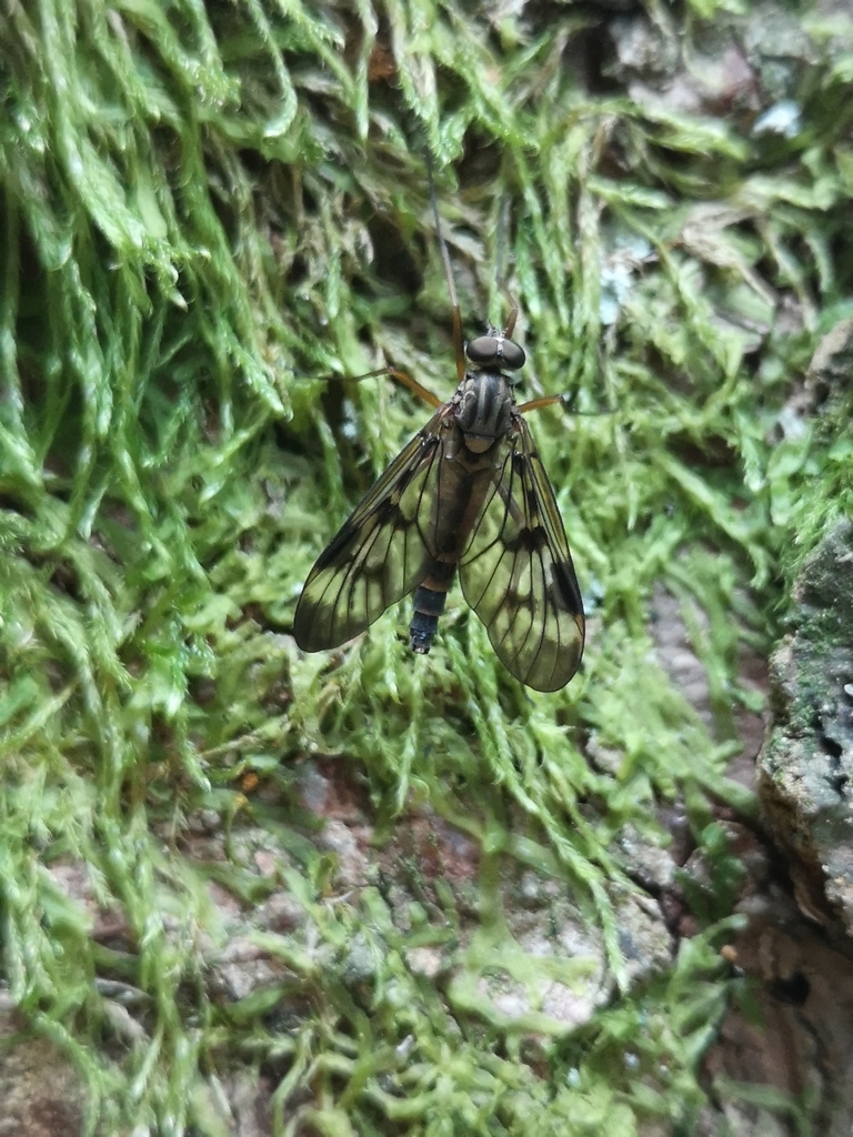 Rhagio cavannae