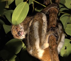 Avahi mooreorum