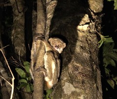 Avahi mooreorum