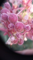 Arctostaphylos pringlei drupacea