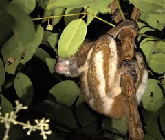 Avahi mooreorum