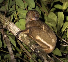 Avahi mooreorum