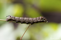 Theretra oldenlandiae