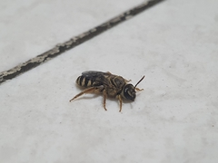 Lasioglossum deliense