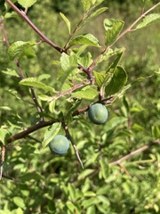 Prunus spinosa