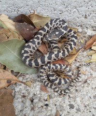 Elaphe quatuorlineata