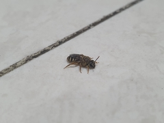 Lasioglossum deliense