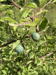 Prunus spinosa