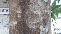 Elaeocarpus grandiflorus