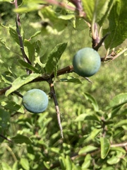 Prunus spinosa