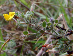 Lotus palustris