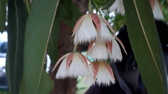 Elaeocarpus grandiflorus