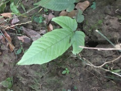 Tectaria polymorpha
