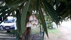 Elaeocarpus grandiflorus