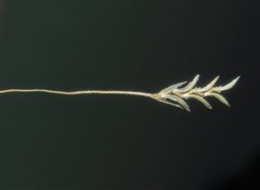 Eragrostis patentissima