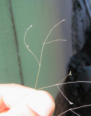 Eragrostis patentissima