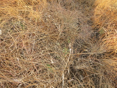 Eragrostis patentissima