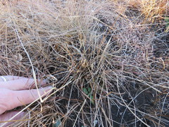 Eragrostis patentissima