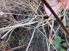 Eragrostis patentissima