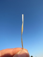 Eragrostis patentissima