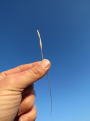 Eragrostis patentissima