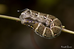 Theretra oldenlandiae