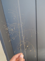 Eragrostis patentissima