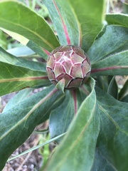 Protea × hybrida