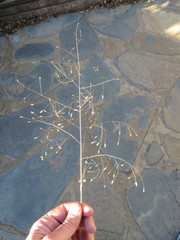 Eragrostis patentissima