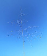 Eragrostis patentissima