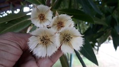 Elaeocarpus grandiflorus