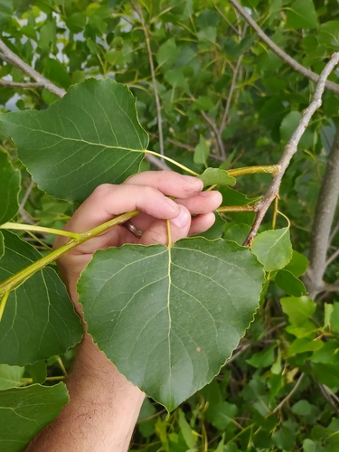 Topola (Populus)