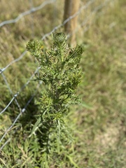 Cirsium vulgare