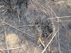 Eragrostis patentissima