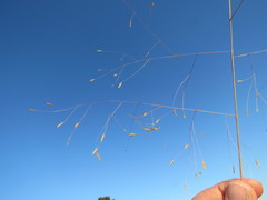 Eragrostis patentissima