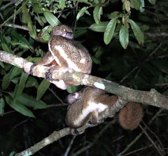 Avahi mooreorum