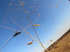 Eragrostis patentissima