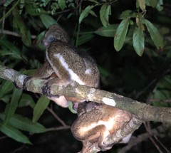 Avahi mooreorum