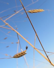 Eragrostis patentissima