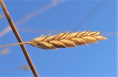 Eragrostis patentissima
