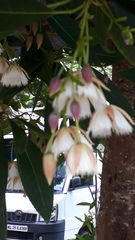 Elaeocarpus grandiflorus