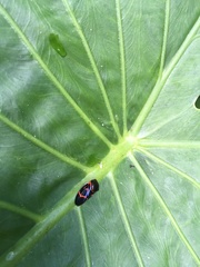 Okiscarta uchidae
