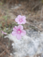 Convolvulus
