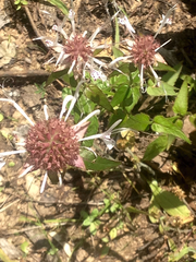 Monarda russeliana